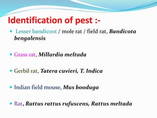 Non insect pests | PPTX