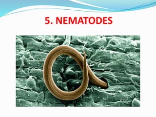 Non insect pests | PPTX
