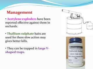 Non insect pests | PPTX
