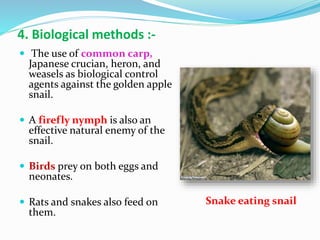 Non insect pests | PPT