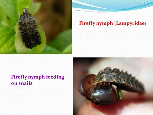 Non Insect Pests