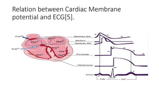 Relation between Cardiac Membrane
potential and ECG[5].
 