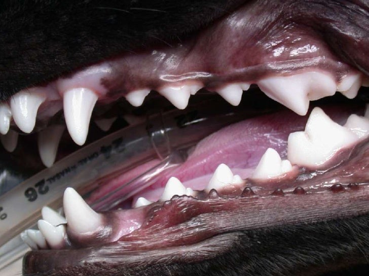 Veterinary Dentistry Non Invasive Mandibular Fracture Repair in Dog…