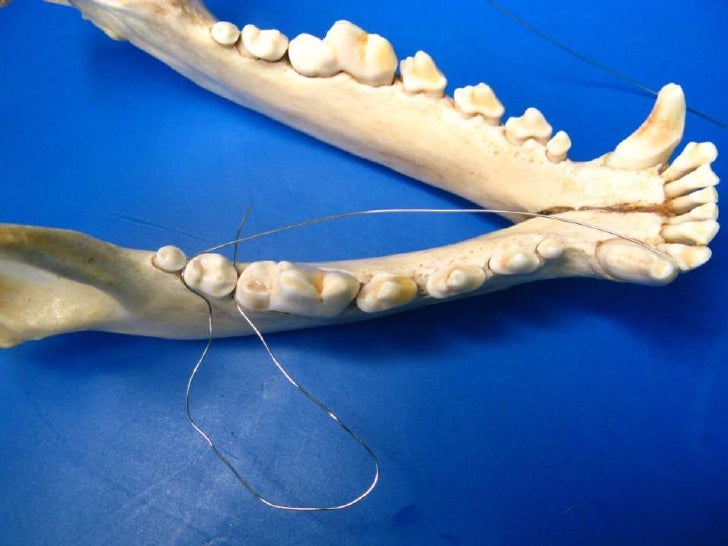 Veterinary Dentistry Non Invasive Mandibular Fracture Repair in Dog…