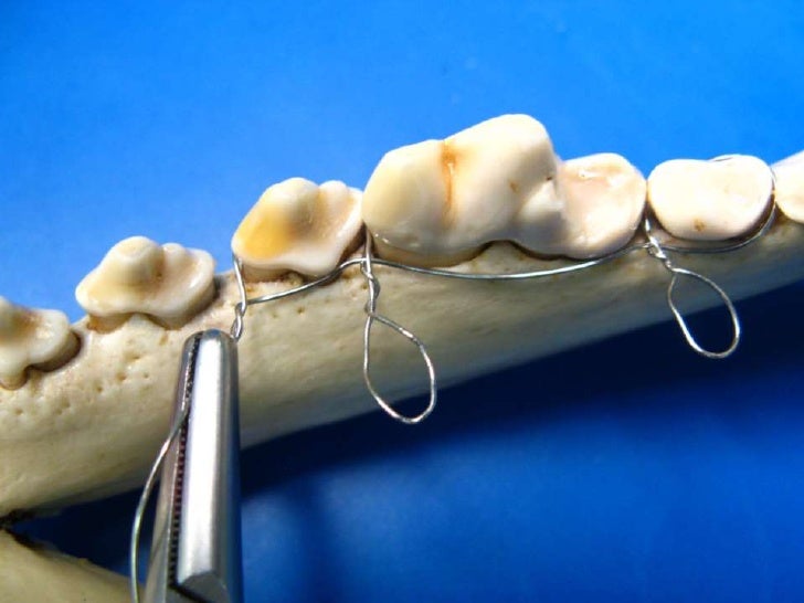 Veterinary Dentistry - Non Invasive Mandibular Fracture ... wiring cat 53 