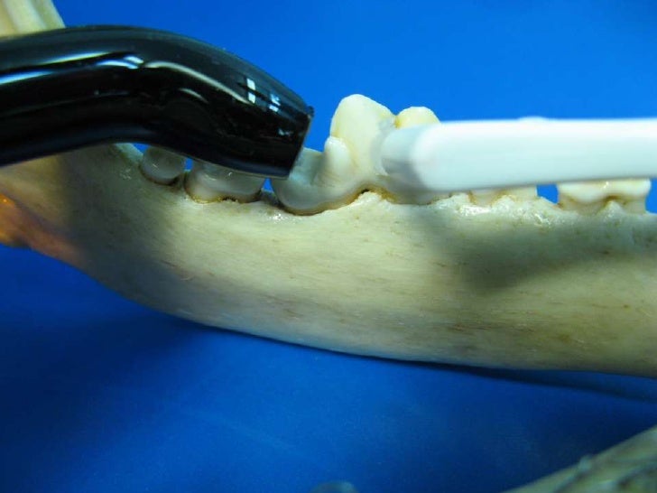 Veterinary Dentistry Non Invasive Mandibular Fracture Repair in Dog…