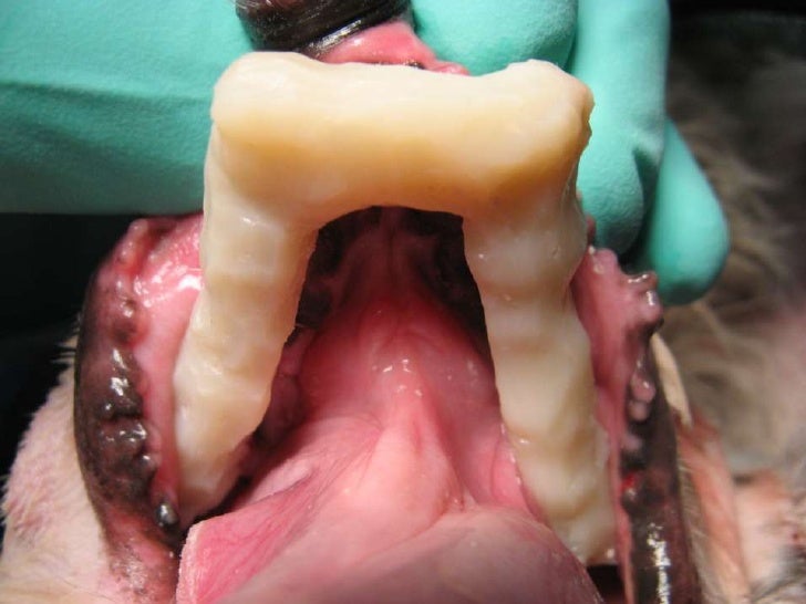 Veterinary Dentistry Non Invasive Mandibular Fracture Repair in Dog…