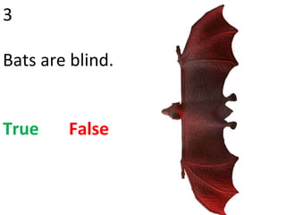3 Bats are blind. True   False 