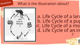 Question
What is the illustration about?
a. Life Cycle of a larv
b. Life Cycle of a pup
c. Life Cycle of a mos
d. Life Cycle of an in
 