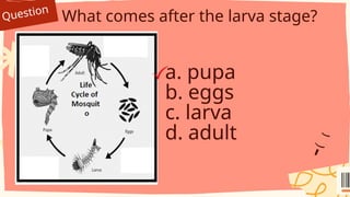 Question
What comes after the larva stage?
a. pupa
b. eggs
c. larva
d. adult
 