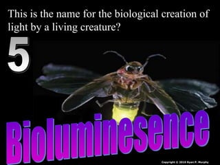 This is the name for the biological creation of
light by a living creature?
Copyright © 2010 Ryan P. Murphy
 
