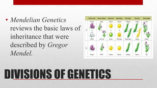DIVISIONS OF GENETICS
• Mendelian Genetics
reviews the basic laws of
inheritance that were
described by Gregor
Mendel.
 