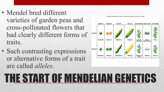 THE START OF MENDELIAN GENETICS
• Mendel bred different
varieties of garden peas and
cross-pollinated flowers that
had clearly different forms of
traits.
• Such contrasting expressions
or alternative forms of a trait
are called alleles.
 