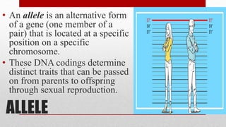 ALLELE
• An allele is an alternative form
of a gene (one member of a
pair) that is located at a specific
position on a specific
chromosome.
• These DNA codings determine
distinct traits that can be passed
on from parents to offspring
through sexual reproduction.
 