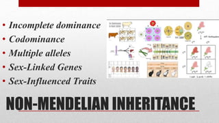 NON-MENDELIAN INHERITANCE
• Incomplete dominance
• Codominance
• Multiple alleles
• Sex-Linked Genes
• Sex-Influenced Traits
 