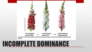INCOMPLETE DOMINANCE
 
