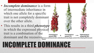 INCOMPLETE DOMINANCE
• Incomplete dominance is a form
of intermediate inheritance in
which one allele for a specific
trait is not completely dominant
over the other allele.
• This results in a third phenotype
in which the expressed physical
trait is a combination of the
dominant and the recessive.
 