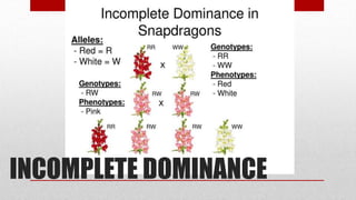 INCOMPLETE DOMINANCE
 