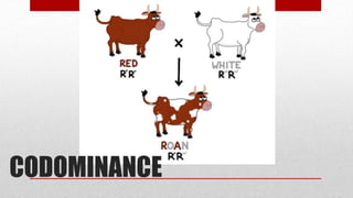 CODOMINANCE
 