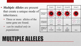 MULTIPLE ALLELES
• Multiple Alleles are present
that create a unique mode of
inheritance.
• Three or more alleles of the
same gene are found.
• can be studied only in
populations
 