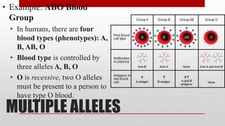 MULTIPLE ALLELES
• Example: ABO Blood
Group
• In humans, there are four
blood types (phenotypes): A,
B, AB, O
• Blood type is controlled by
three alleles A, B, O
• O is recessive, two O alleles
must be present to a person to
have type O blood.
 