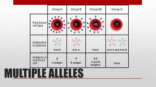 MULTIPLE ALLELES
 