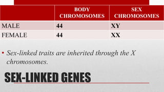 SEX-LINKED GENES
• Sex-linked traits are inherited through the X
chromosomes.
BODY
CHROMOSOMES
SEX
CHROMOSOMES
MALE 44 XY
FEMALE 44 XX
 