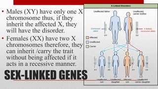 SEX-LINKED GENES
• Males (XY) have only one X
chromosome thus, if they
inherit the affected X, they
will have the disorder.
• Females (XX) have two X
chromosomes therefore, they
can inherit /carry the trait
without being affected if it
acts in a recessive manner.
 