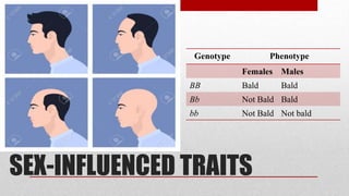 SEX-INFLUENCED TRAITS
Genotype Phenotype
Females Males
BB Bald Bald
Bb Not Bald Bald
bb Not Bald Not bald
 