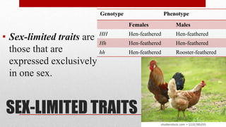 SEX-LIMITED TRAITS
• Sex-limited traits are
those that are
expressed exclusively
in one sex.
Genotype Phenotype
Females Males
HH Hen-feathered Hen-feathered
Hh Hen-feathered Hen-feathered
hh Hen-feathered Rooster-feathered
 