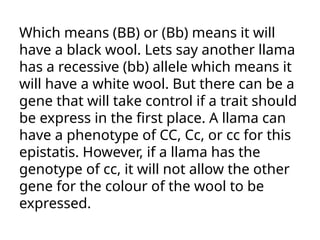 Which means (BB) or (Bb) means it will
have a black wool. Lets say another llama
has a recessive (bb) allele which means it
will have a white wool. But there can be a
gene that will take control if a trait should
be express in the first place. A llama can
have a phenotype of CC, Cc, or cc for this
epistatis. However, if a llama has the
genotype of cc, it will not allow the other
gene for the colour of the wool to be
expressed.
 