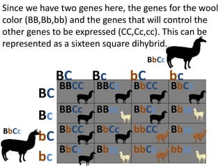 Since we have two genes here, the genes for the wool
color (BB,Bb,bb) and the genes that will control the
other genes to be expressed (CC,Cc,cc). This can be
represented as a sixteen square dihybrid.
BBCC BBCc BbCC BbCc
BBCc BBcc BbCc Bbcc
BbCC BbCc bbCC Bbcc
BbCc Bbcc bbCc bbcc
BC Bc bC bc
BC
Bc
bC
bc
BbCc
BbCc
 