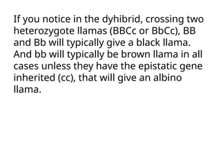 If you notice in the dyhibrid, crossing two
heterozygote llamas (BBCc or BbCc), BB
and Bb will typically give a black llama.
And bb will typically be brown llama in all
cases unless they have the epistatic gene
inherited (cc), that will give an albino
llama.
 