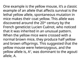 One example is the yellow mouse, it’s a classic
example of an allele that affects survival is the
lethal yellow allele, spontaneous mutation in
mice makes their coat yellow. This allele was
discovered around the 20th
century by the
French geneticist Lucien Cuénot, who noticed
that it was inherited in an unusual pattern.
When the yellow mice were crossed with a
normal brown mice, they produce half yellow
and brown offsprings. This suggested that the
yellow mouse were heterozygous, and the
yellow allele is, AY
, was dominant to the agouti
allele, A.
 