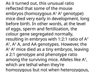 As it turned out, this unusual ratio
reflected that some of the mouse
embryos (homozygous AY
AY
genotype)
mice died very early in development, long
before birth. In other words, at the level
of eggs, sperm and fertilization, the
colour gene segregated normally,
resulting in embryos with 1:2:1 ratio of AY
AY
, AY
A, and AA genotypes. However, the
AY
AY
mice died as a tiny embryos, leaving
a 2:1 genotype and phenotype ratio
among the surviving mice. Alleles like AY
,
which are lethal when they’re
homozygous but not when heterozygous,
 