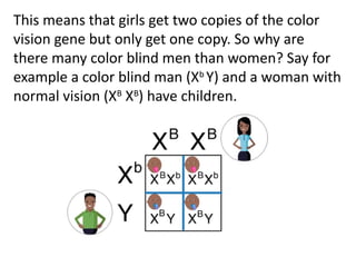 This means that girls get two copies of the color
vision gene but only get one copy. So why are
there many color blind men than women? Say for
example a color blind man (Xb
Y) and a woman with
normal vision (XB
XB
) have children.
 