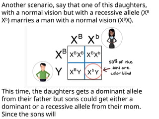 Another scenario, say that one of this daughters,
with a normal vision but with a recessive allele (XB
Xb
) marries a man with a normal vision (XB
X).
This time, the daughters gets a dominant allele
from their father but sons could get either a
dominant or a recessive allele from their mom.
Since the sons will
 