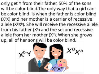 only get Y from their father, 50% of the sons
will be color blind.The only way that a girl can
be color blind is when the father is color blind
(Xb
X) and her mother is a carrier of recessive
allele (XB
Xb
). She will receive the recessive allele
from his father (Xb
) and the second recessive
allele from her mother (Xb
). When she grows
up, all of her sons will be color blind.
 