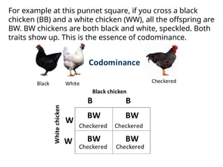 For example at this punnet square, if you cross a black
chicken (BB) and a white chicken (WW), all the offspring are
BW. BW chickens are both black and white, speckled. Both
traits show up. This is the essence of codominance.
 