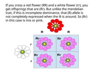 If you cross a red flower (RR) and a white flower (rr), you
get offsprings that are (Rr). But unlike the mendelian
trait, if this is incomplete dominance, that (R) allele is
not completely expressed when the ® is around. So (Rr)
in this case is mix or pink.
 