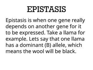 EPISTASIS
Epistasis is when one gene really
depends on another gene for it
to be expressed. Take a llama for
example. Lets say that one llama
has a dominant (B) allele, which
means the wool will be black.
 