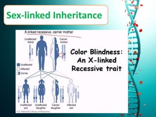 Sex-linked Inheritance
 