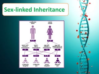 Sex-linked Inheritance
 
