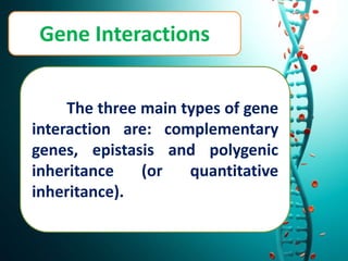 Gene Interactions
The three main types of gene
interaction are: complementary
genes, epistasis and polygenic
inheritance (or quantitative
inheritance).
 