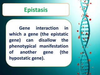 Epistasis
Gene interaction in
which a gene (the epistatic
gene) can disallow the
phenotypical manifestation
of another gene (the
hypostatic gene).
 