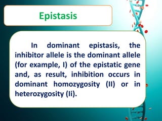 Epistasis
In dominant epistasis, the
inhibitor allele is the dominant allele
(for example, I) of the epistatic gene
and, as result, inhibition occurs in
dominant homozygosity (II) or in
heterozygosity (Ii).
 