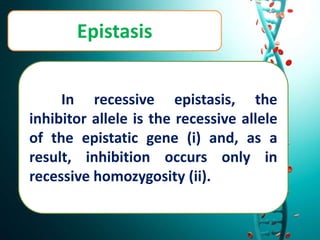 Epistasis
In recessive epistasis, the
inhibitor allele is the recessive allele
of the epistatic gene (i) and, as a
result, inhibition occurs only in
recessive homozygosity (ii).
 