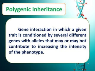 Polygenic Inheritance
Gene interaction in which a given
trait is conditioned by several different
genes with alleles that may or may not
contribute to increasing the intensity
of the phenotype.
 
