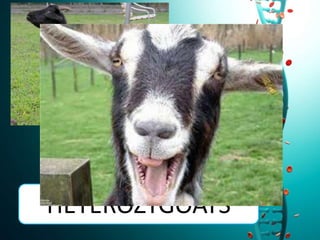 HETEROZYGOATS
 