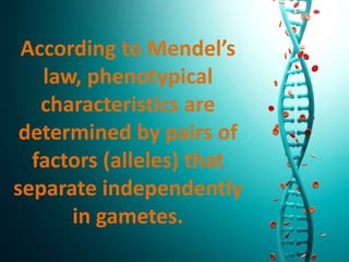 According to Mendel’s
law, phenotypical
characteristics are
determined by pairs of
factors (alleles) that
separate independently
in gametes.
 